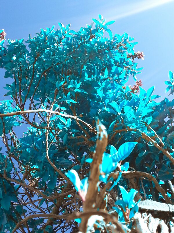 Blue-leafed Bush