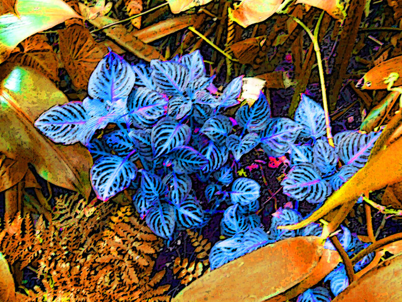 Blue-leafed Plant in Forest