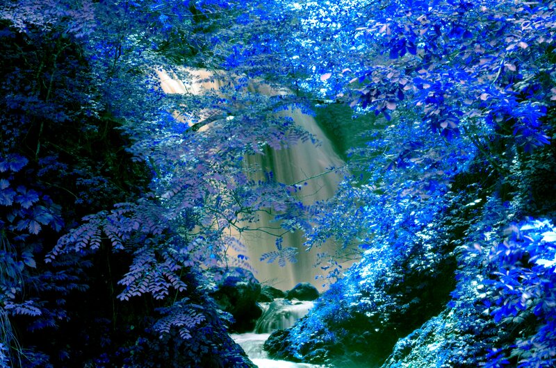 Blue-leafed Waterfall