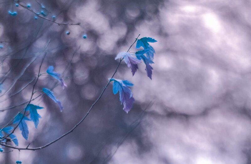 Blue Leaves on a Branch