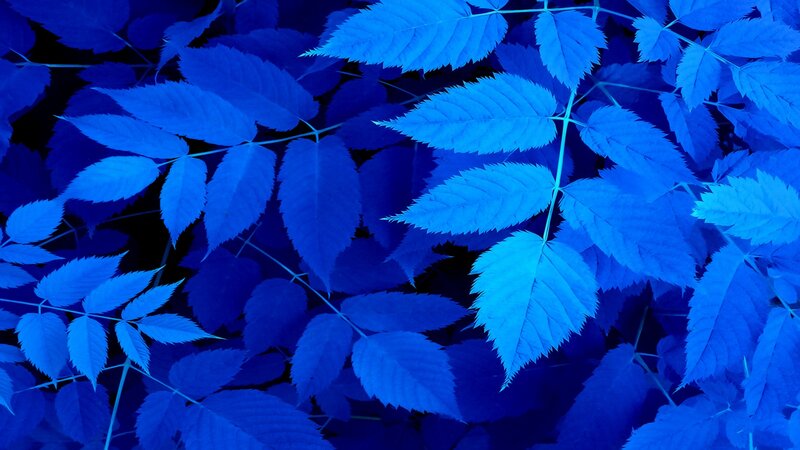 Blue Leaves on Branches