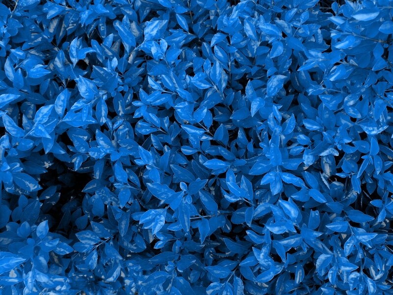 Blue Leaves Texture