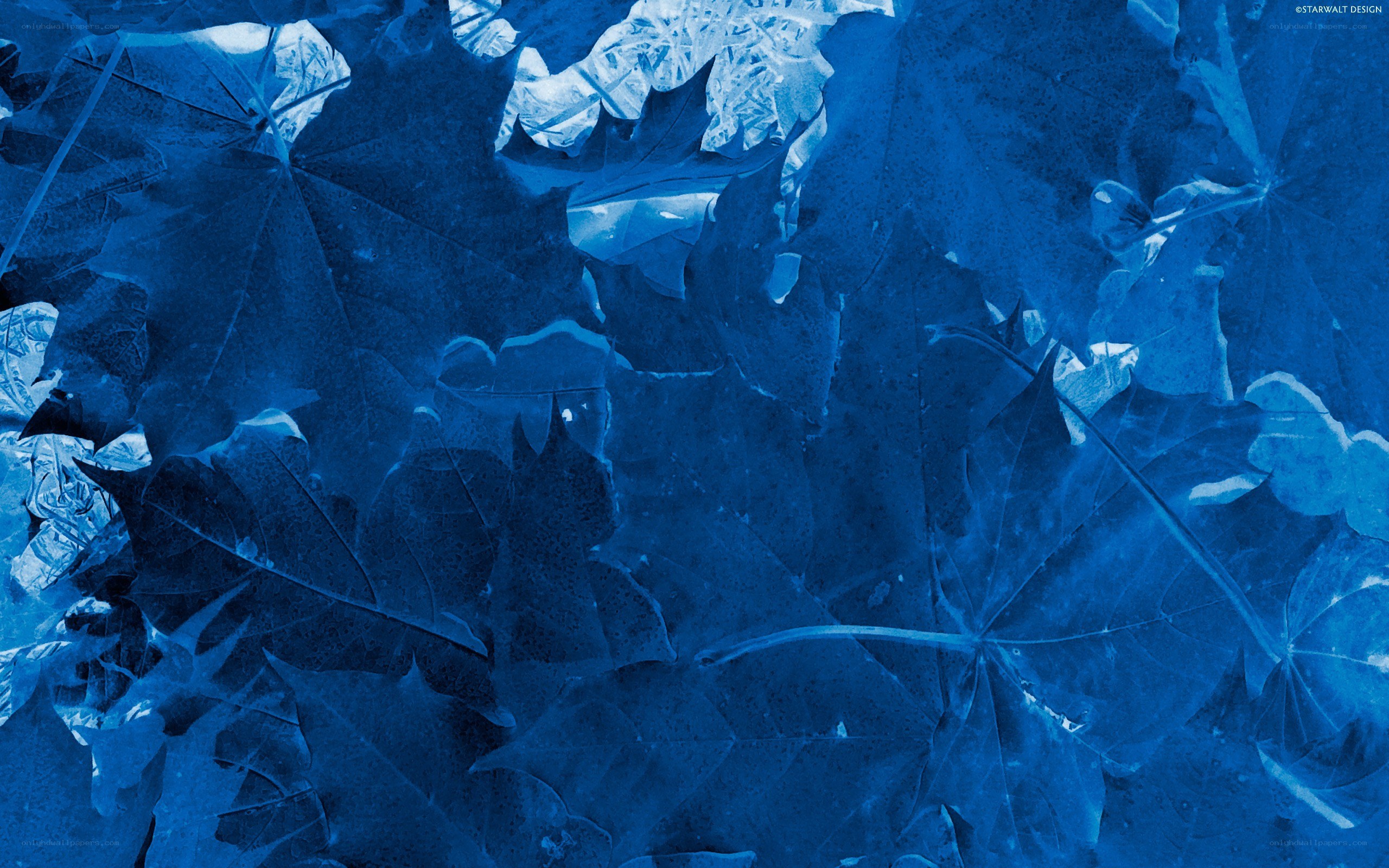 blue leaves under ice