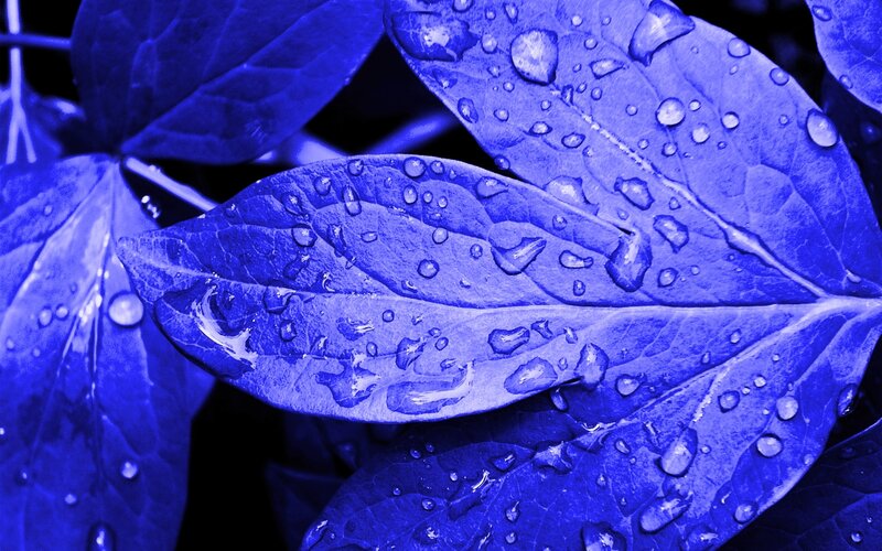 Blue Leaves with Water Droplets — Calm