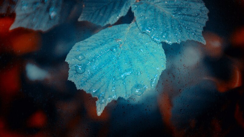 Blue Leaves with Water Droplets — Moody