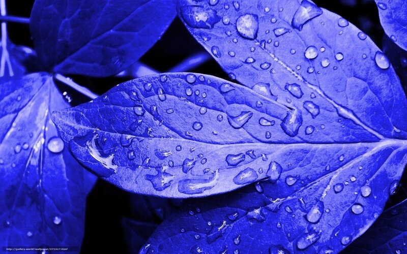 Blue Leaves with Water Droplets — Serene