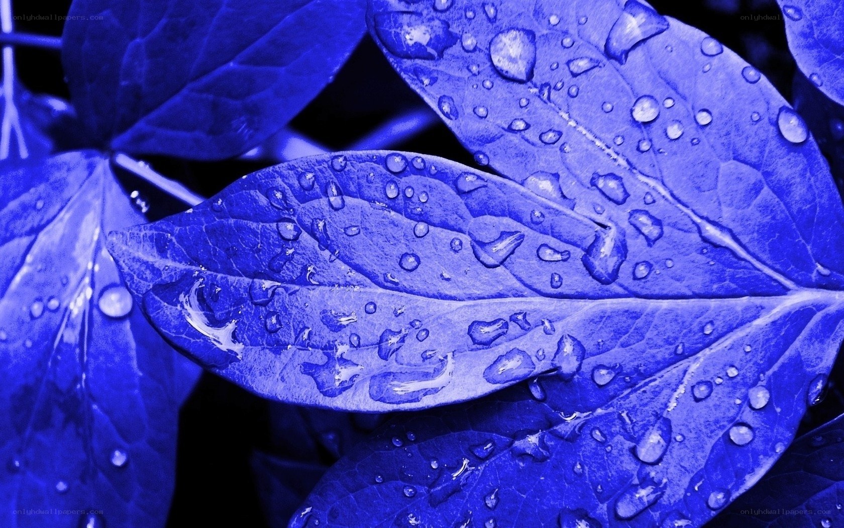 Blue leaves with water droplets