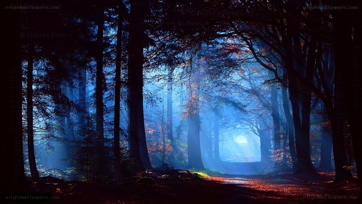 Blue light in a misty forest