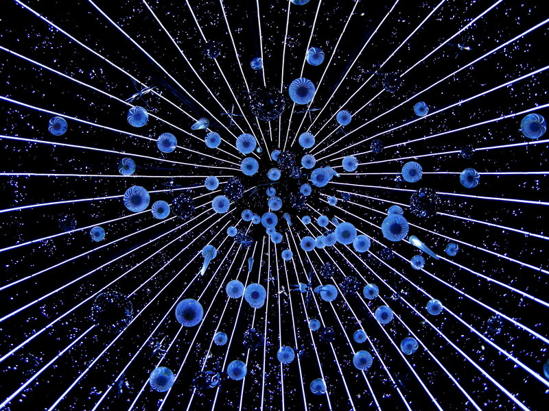 blue light installation with jellyfish