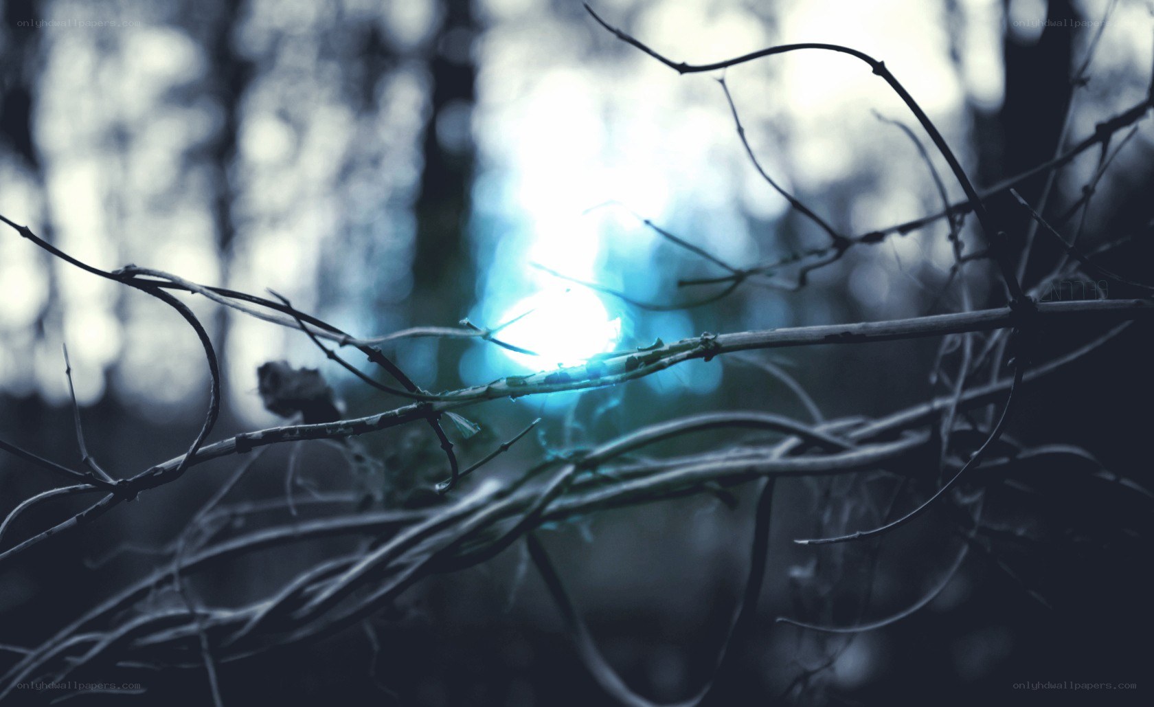 blue light through forest branches