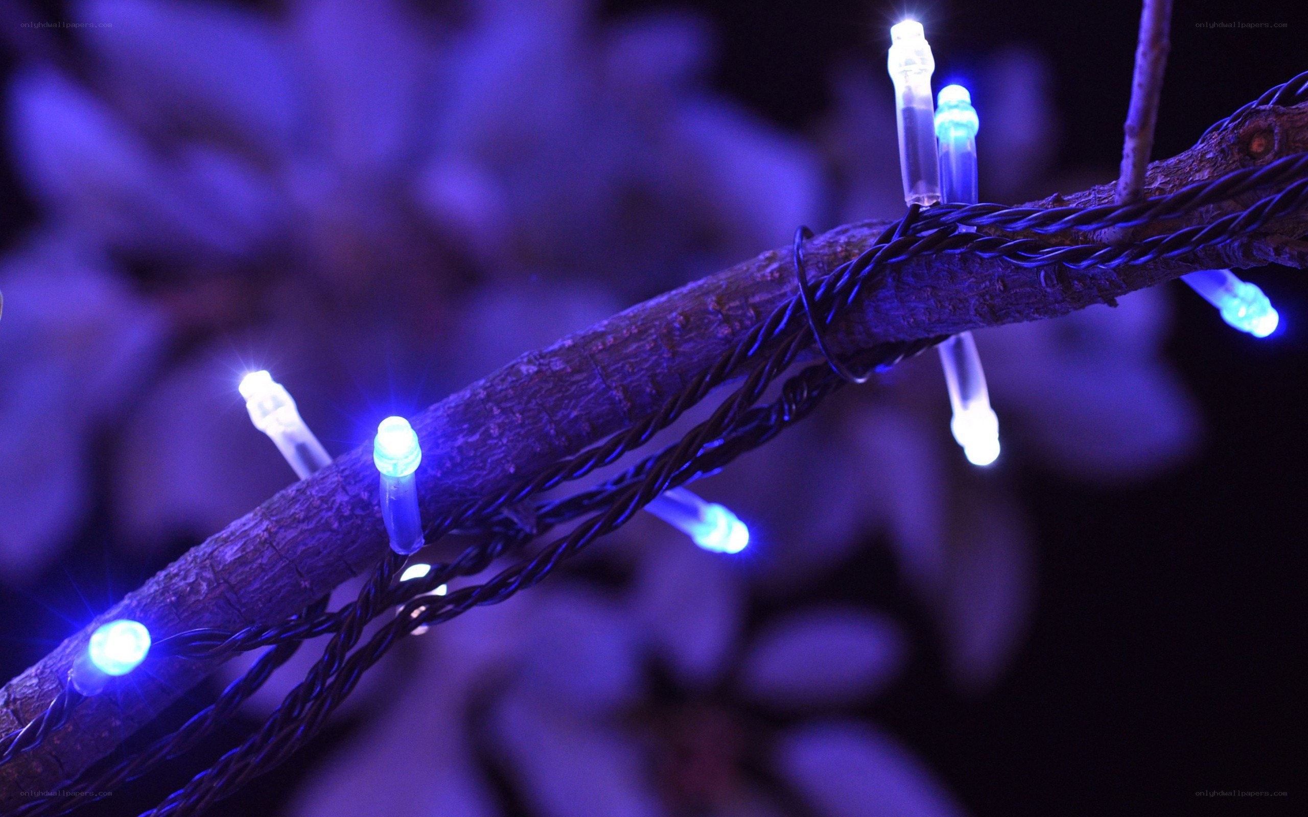 blue lights on a branch