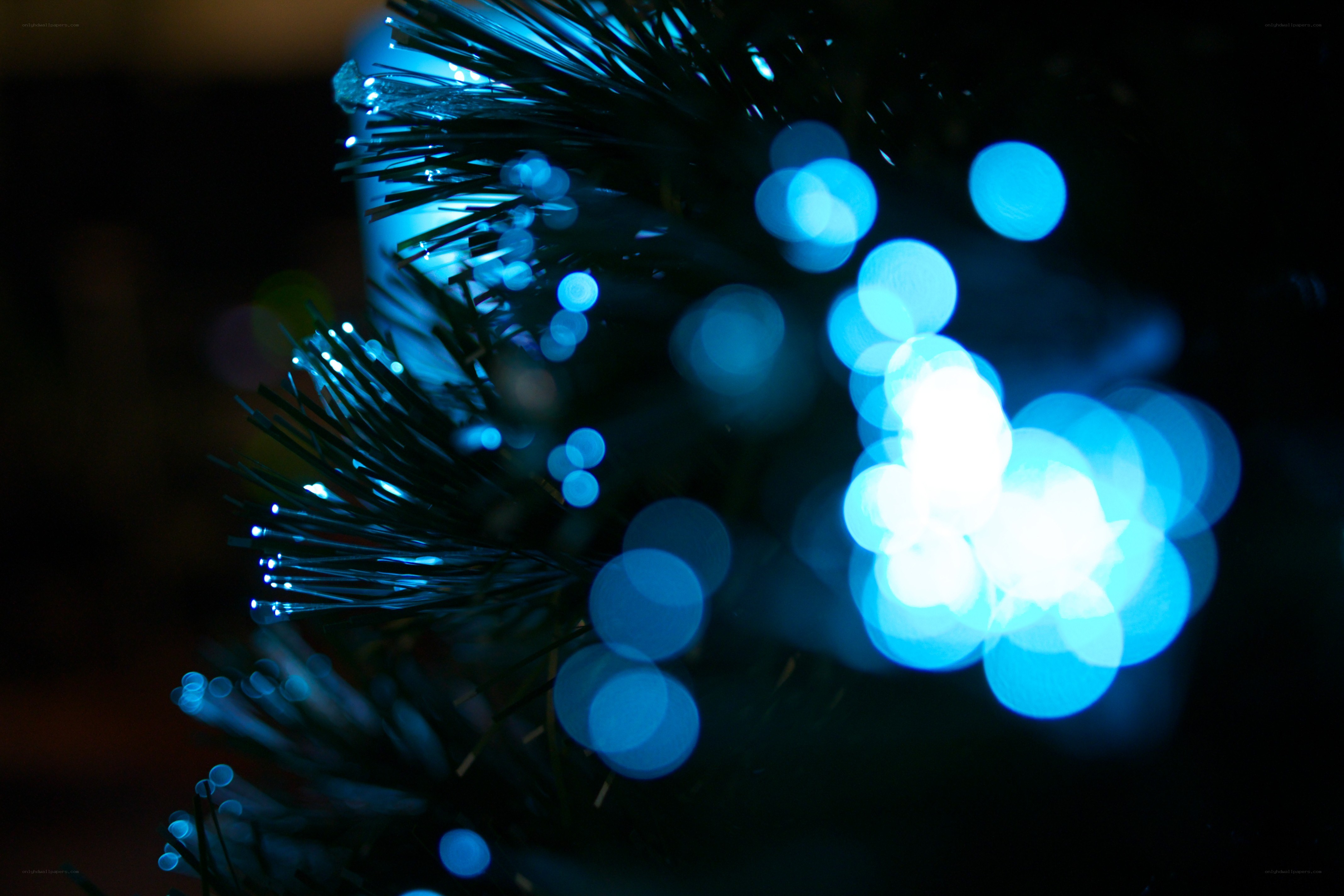blue lights on a tree