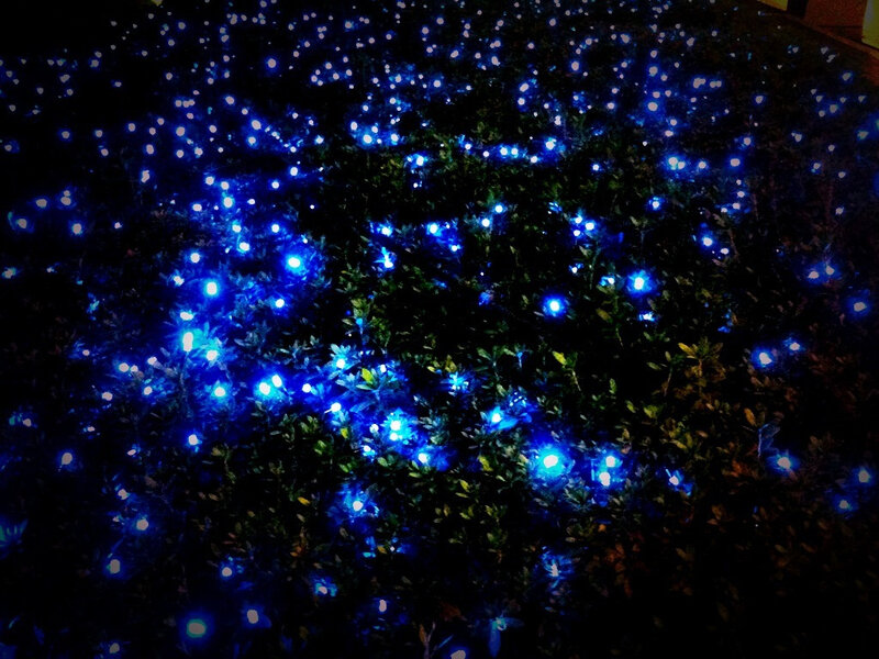 Blue Lights on Bush
