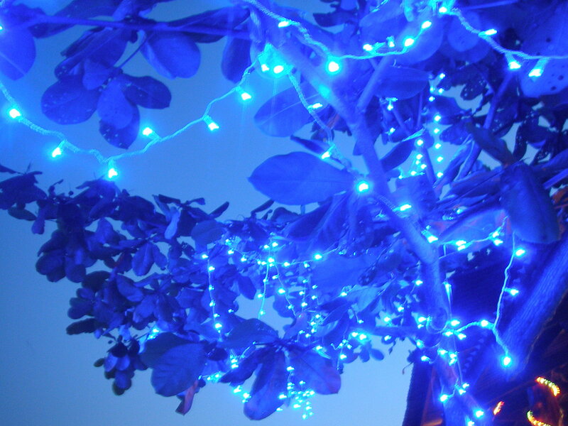 Blue lights on tree branches
