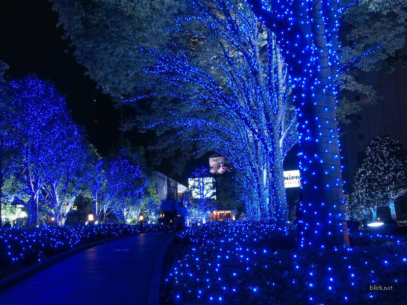 Blue lights on trees at night