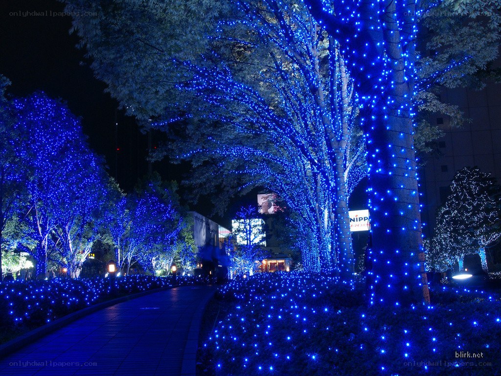 Blue lights on trees at night