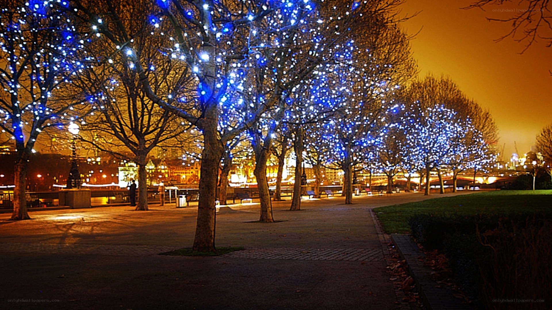 Blue lights on trees at night