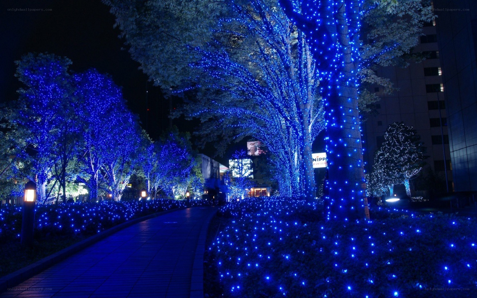 Blue lights on trees at night
