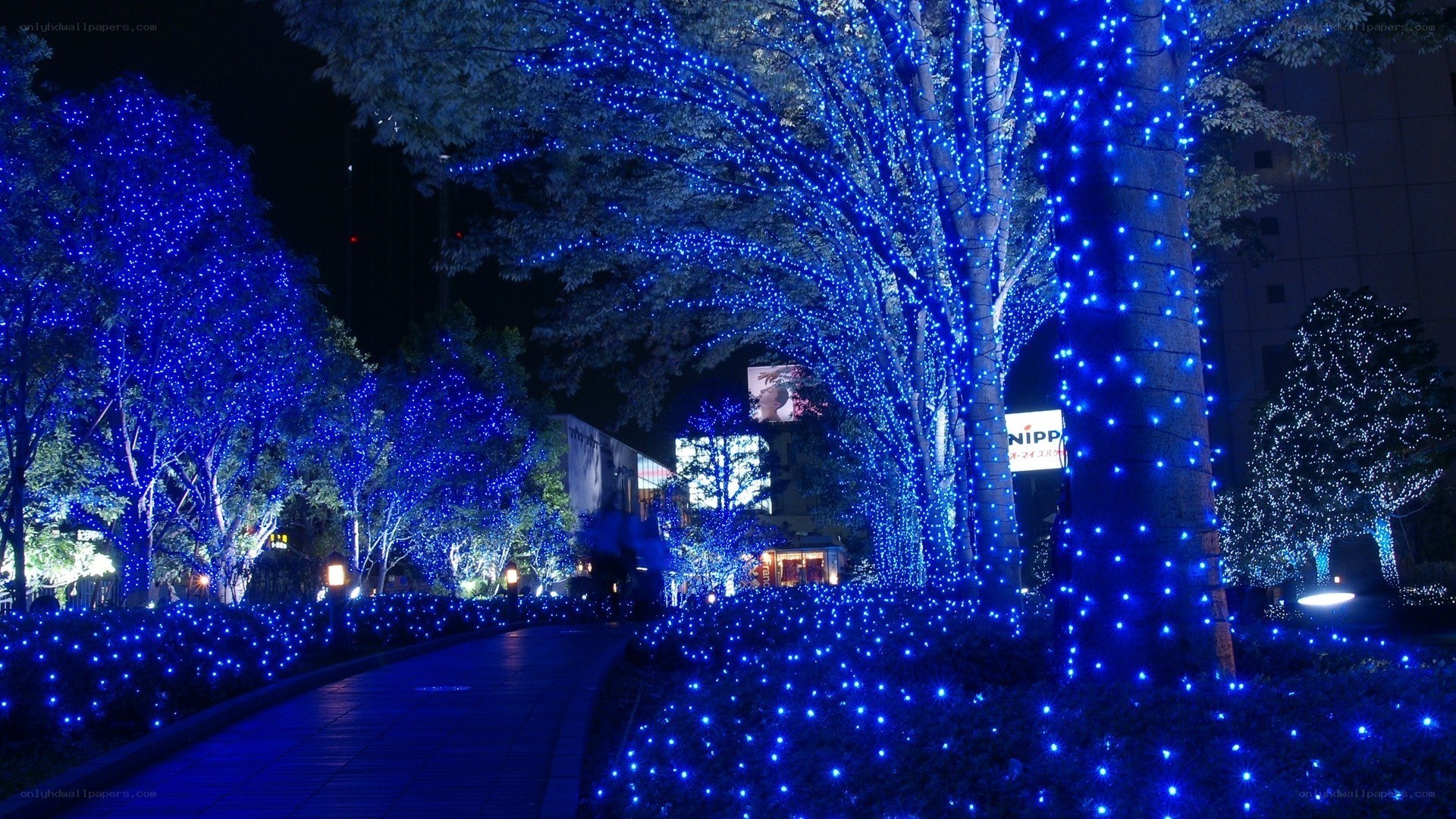 blue lights on trees at night