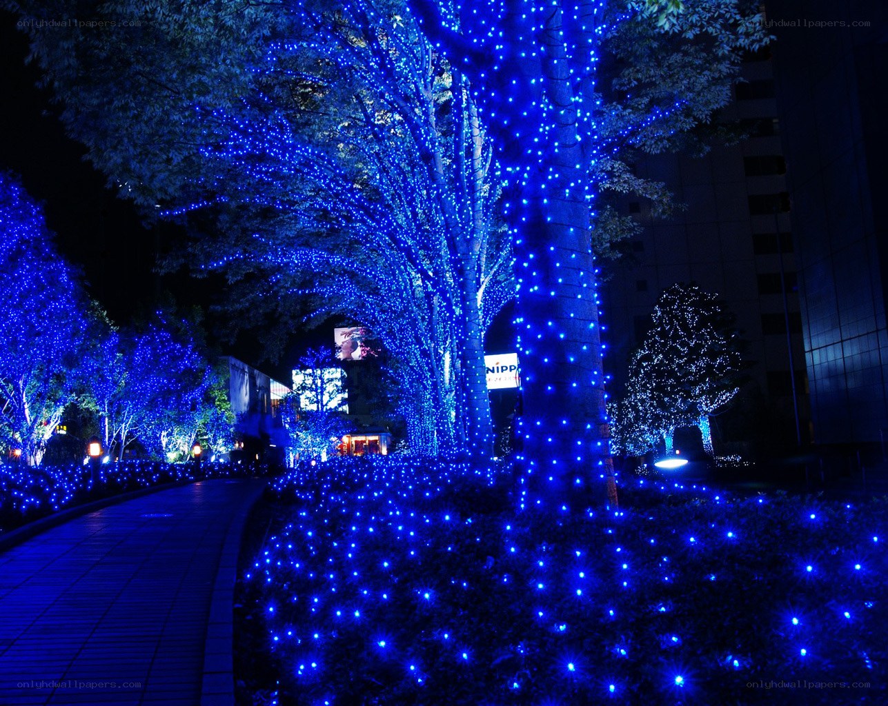 Blue lights on trees at night