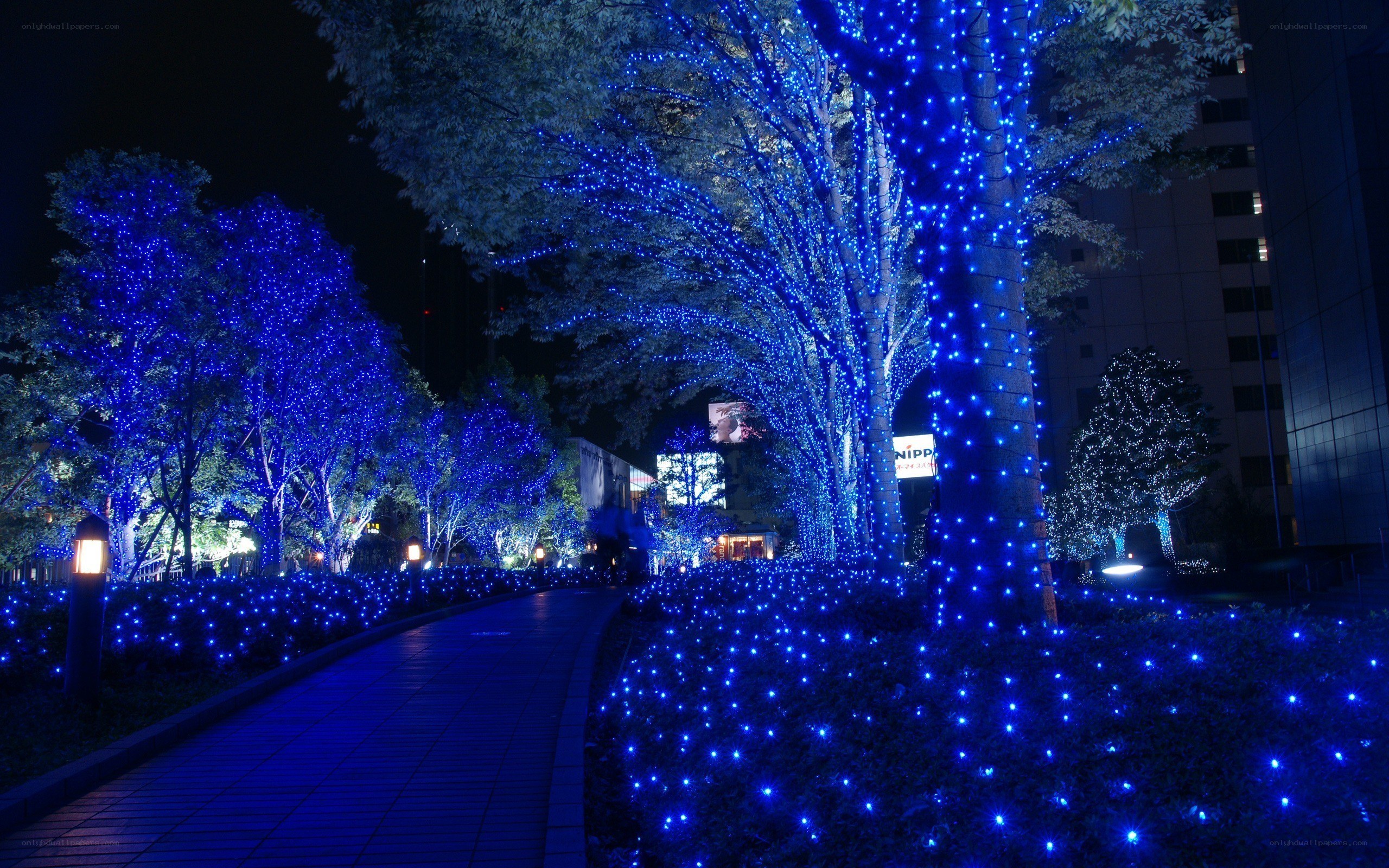 Blue lights on trees at night