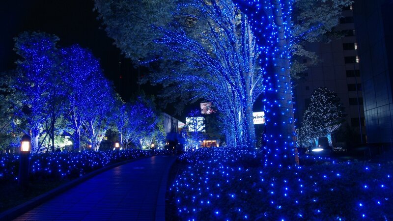 blue lights on trees at night