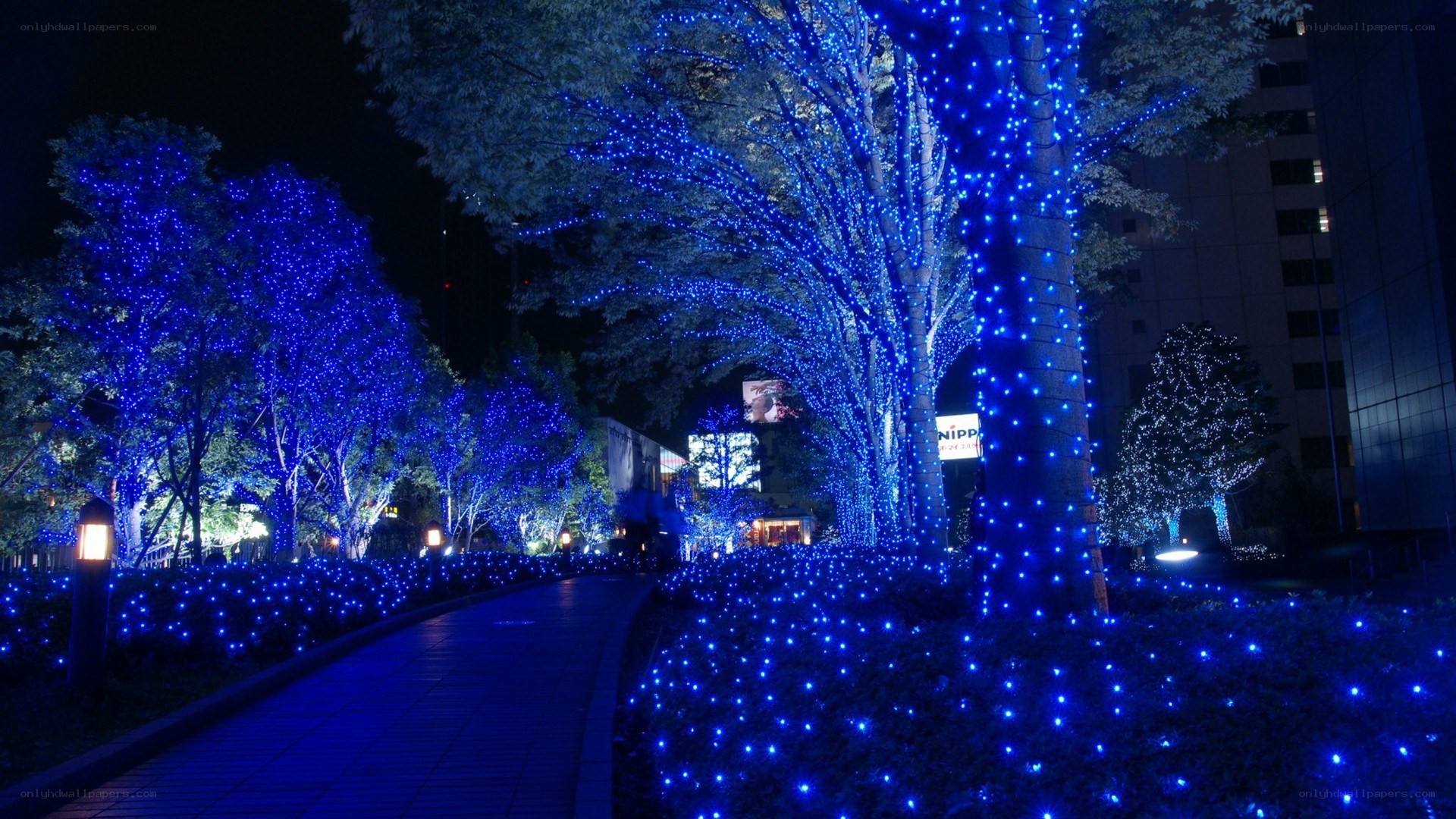 blue lights on trees at night