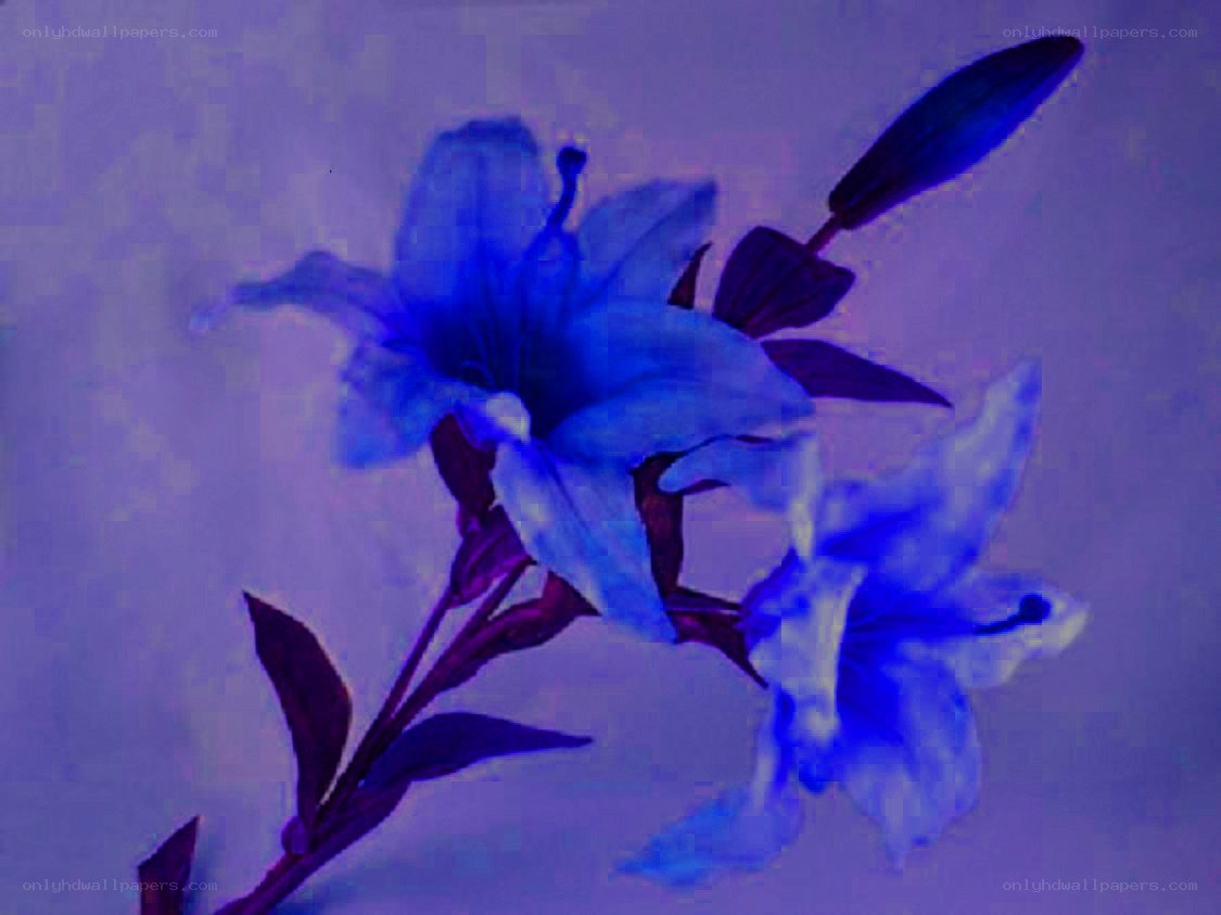 blue lilies in purple light