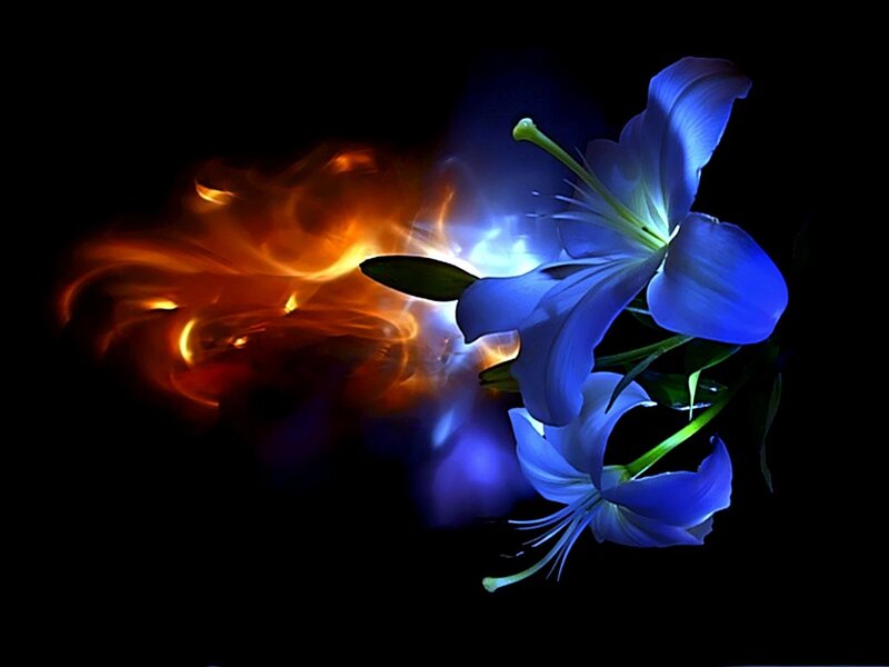 Blue Lilies with Fire
