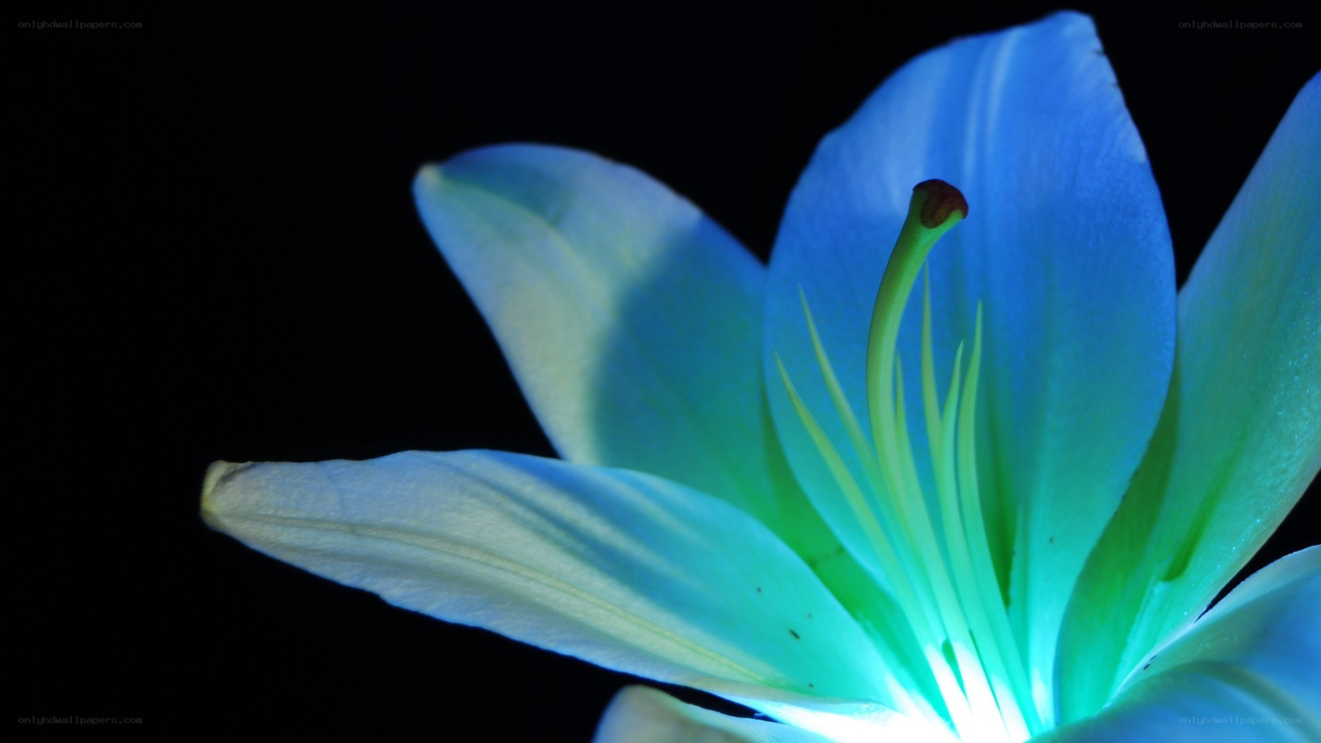 blue lily flower close-up