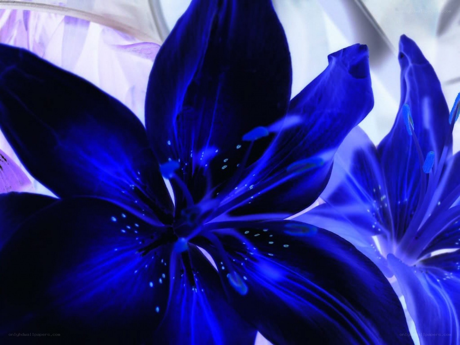 blue lily flower close-up