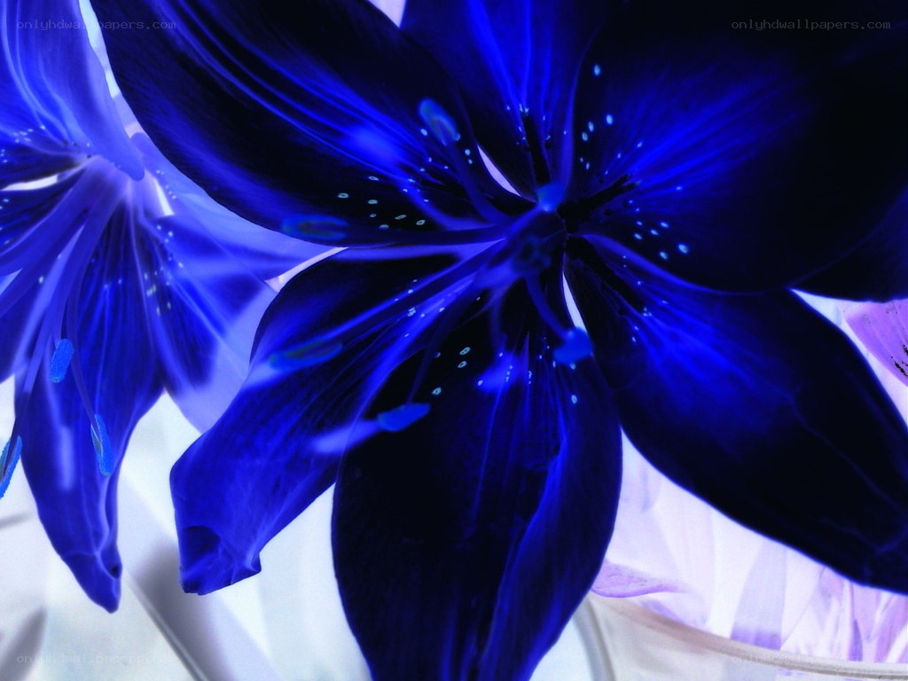 Blue lily flower close-up