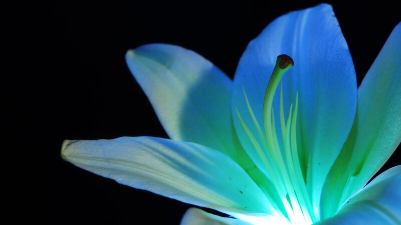 Blue Lily Flower — Dramatic, Night