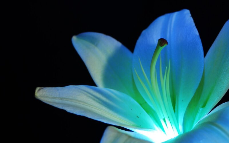 Blue Lily Flower — Dramatic