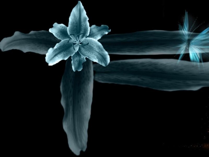Blue Lily Flower — Serene, Night