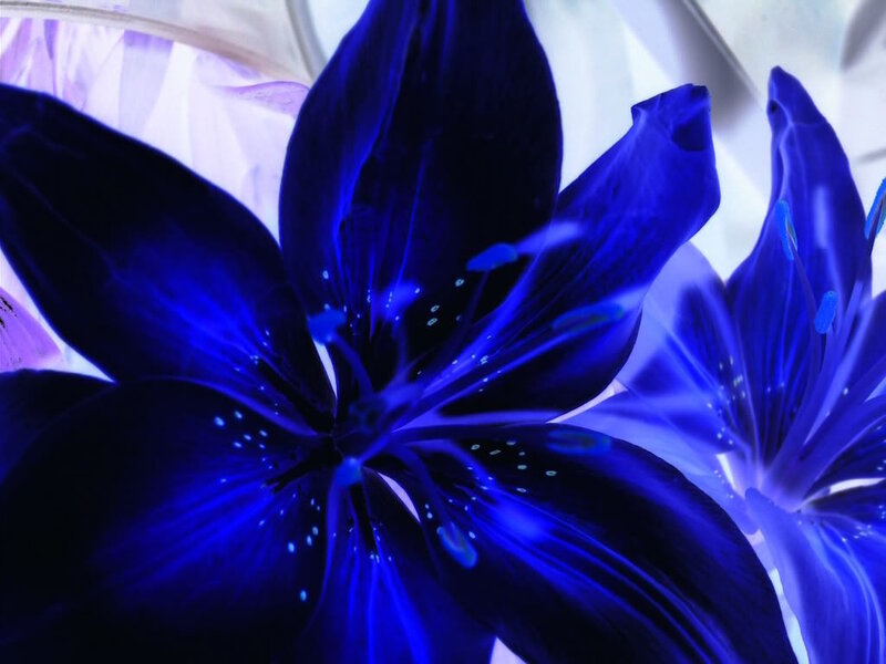 Blue Lily Flower — Serene