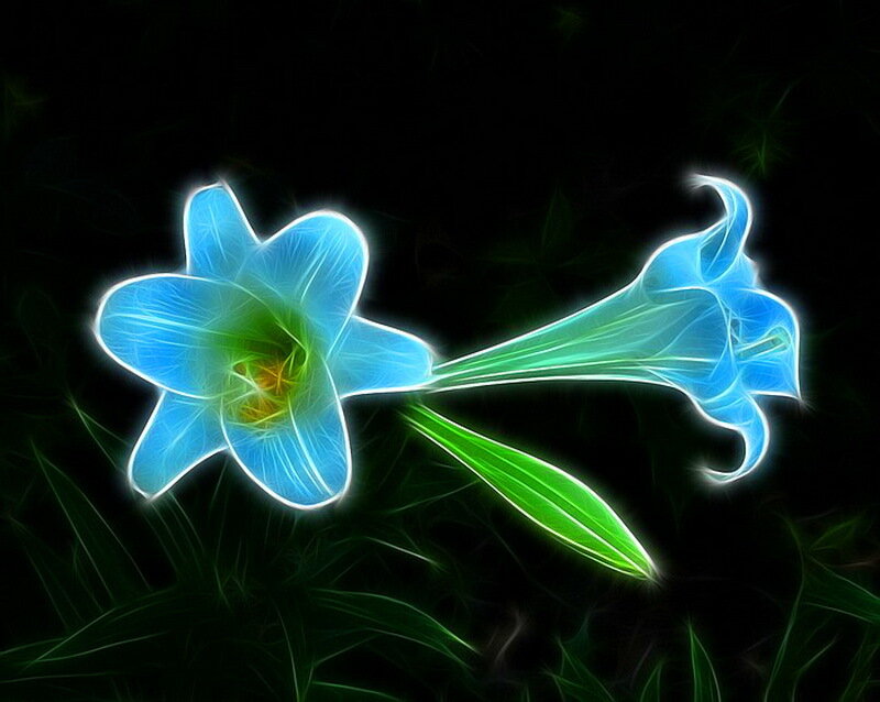 Blue Lily Flowers