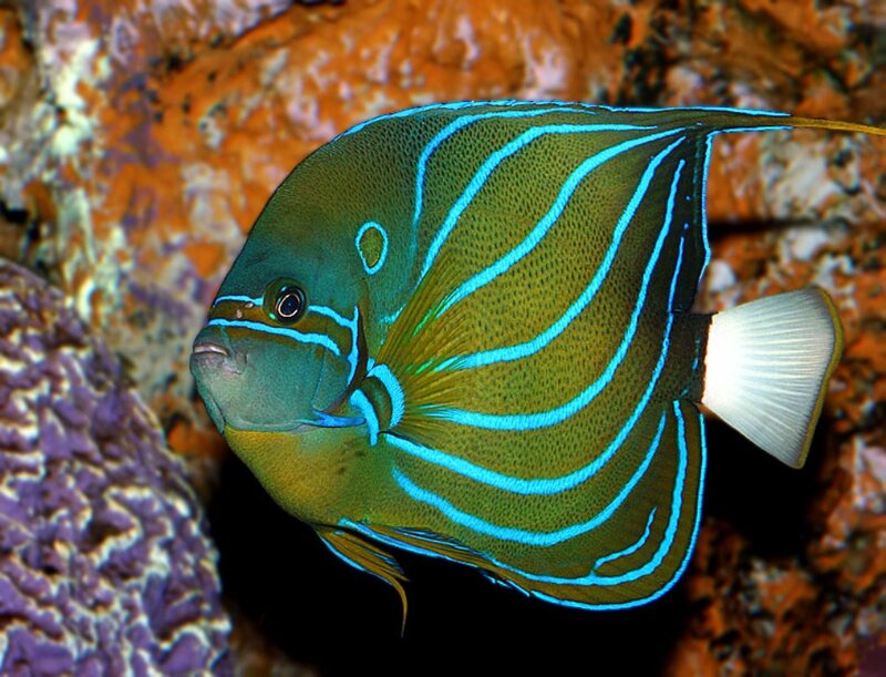 Blue-lined Angelfish