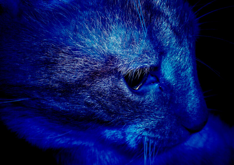blue-lit cat close-up