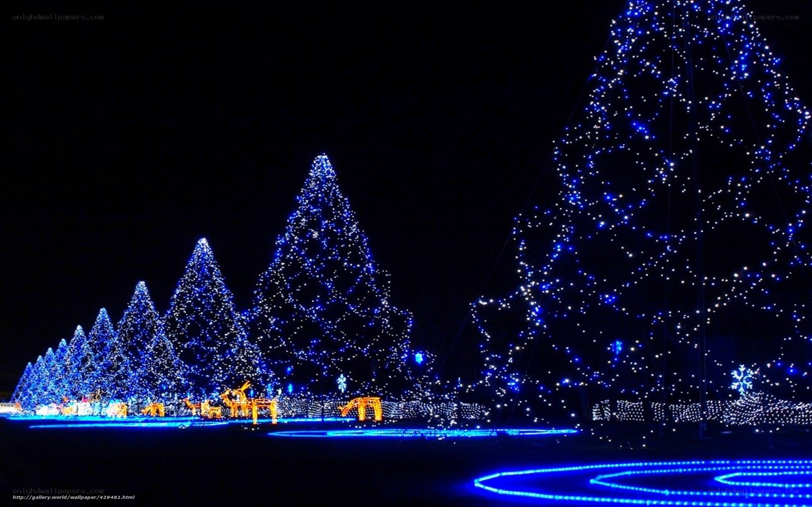 Blue-lit Christmas trees at night