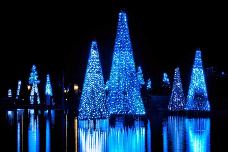 Blue-lit Christmas Trees