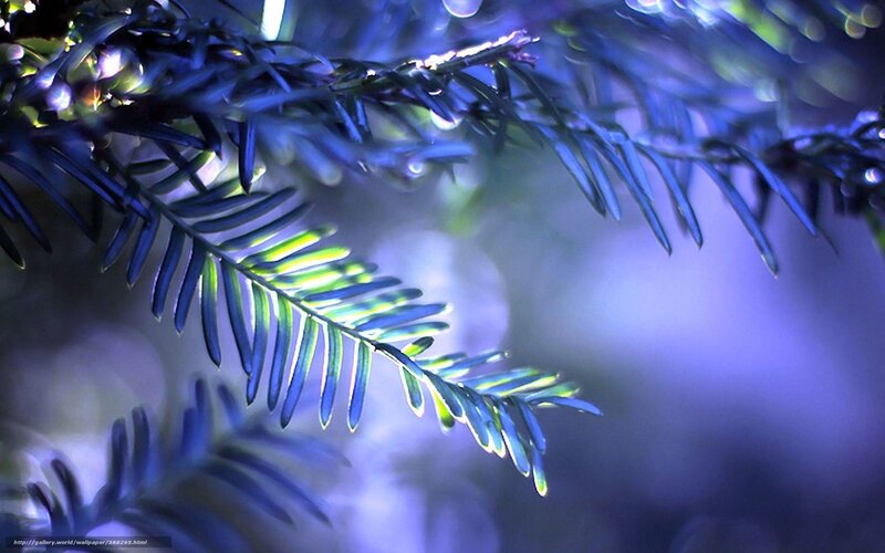 Blue-lit evergreen branch