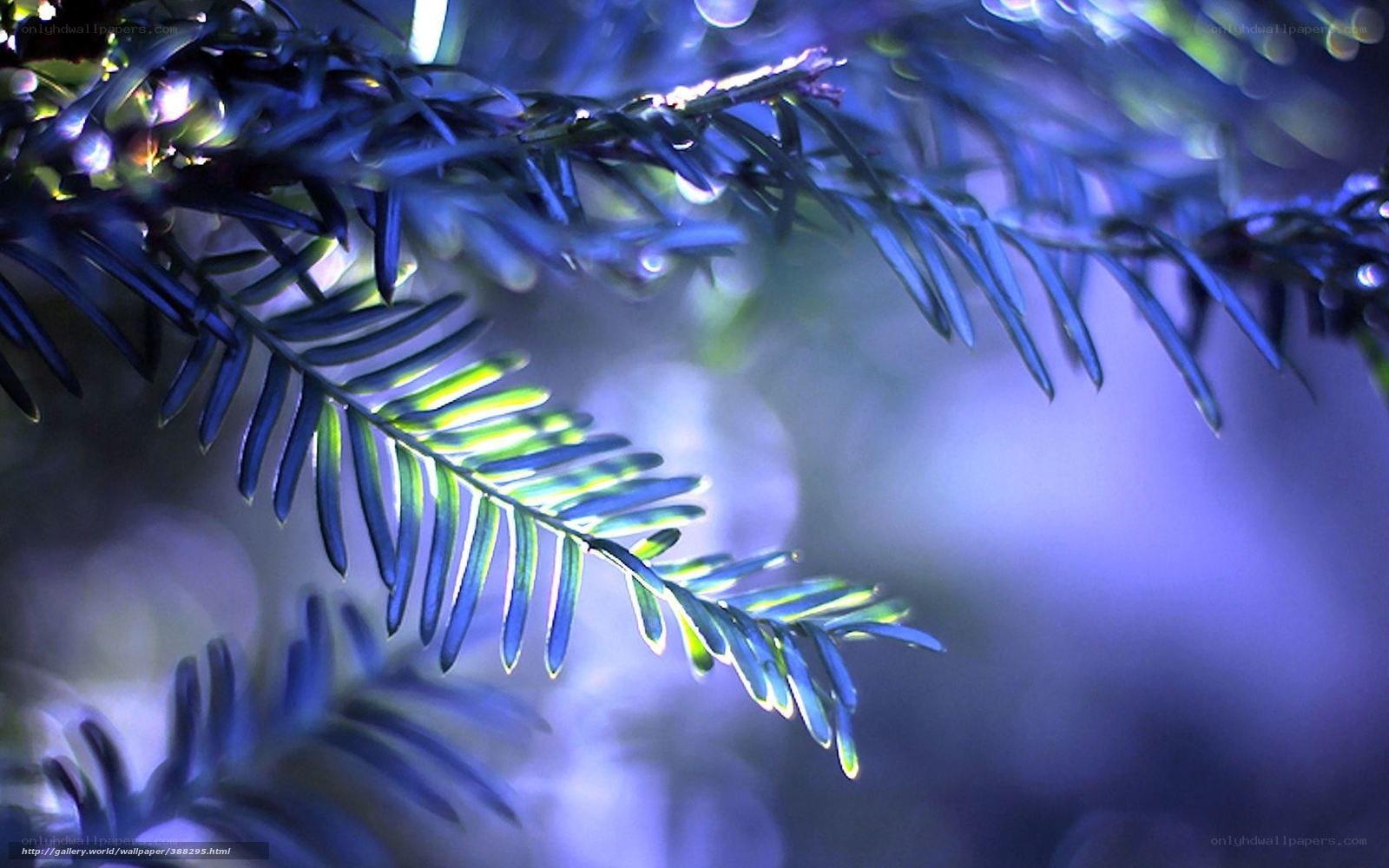 Blue-lit evergreen branch