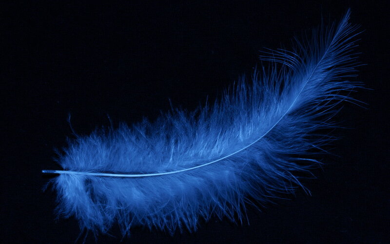 Blue-lit Feather — Blue