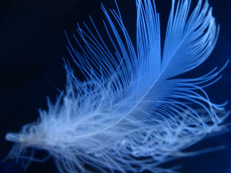 blue-lit feather