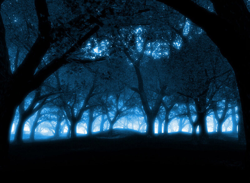 Blue-lit Forest at Night — Blue