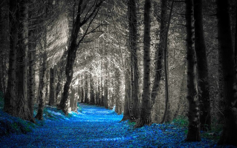 Blue-lit Forest Path — Blue, Dramatic