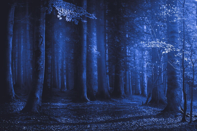 Blue-lit Forest Path — Blue, Mysterious
