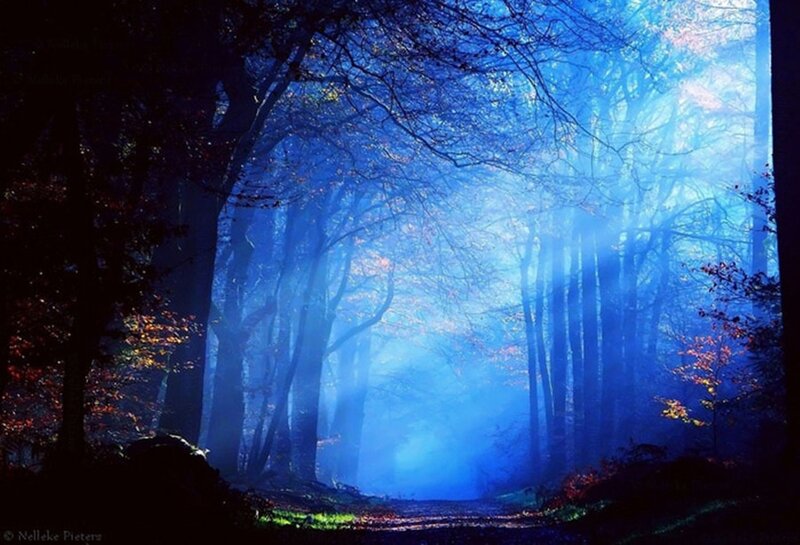 Blue-lit Forest Path — Blue, Serene