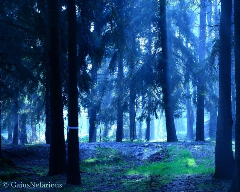 Blue-lit Forest Path — Blue